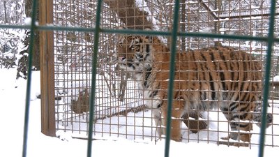Як готуються до похолодання у Рівненському зоопарку Як готуються до похолодання у Рівненському зоопарку