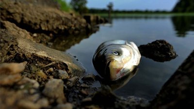 У Миколаєві фіксують замор риби: у чому причина