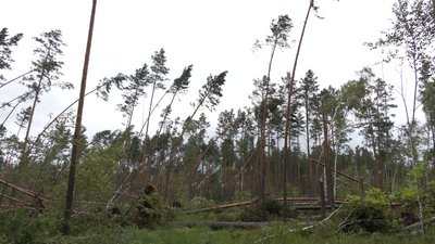 Буревій в лісі Рівне