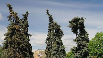 Замість блакитних ялинок – зона Wi-Fi в центрі Черкас Замість блакитних ялинок – зона Wi-Fi в центрі Черкас