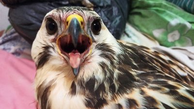 Хижий птах канюк із відкритою пащею, Хмельниччина, 15 лютого 2021 року