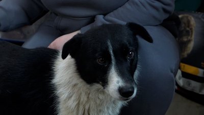 Пес Тор Пес Тор