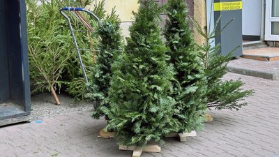 Ціна ялинок в Одесі Ціна ялинок в Одесі