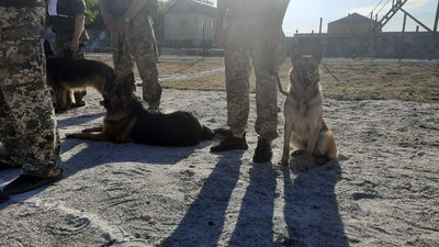 У Кропивницькому обирають найкращу службову собаку
