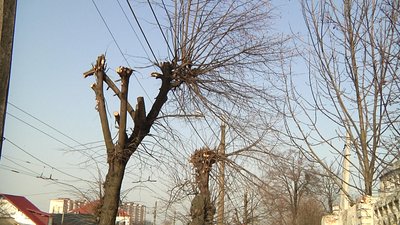У Житомирі місцева жителька скаржиться на недбале кронування дерев У Житомирі місцева жителька скаржиться на недбале кронування дерев