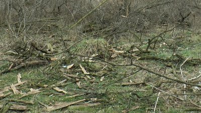19 дерев несанкціоновано зрубали в Боздоському парку в Ужгороді