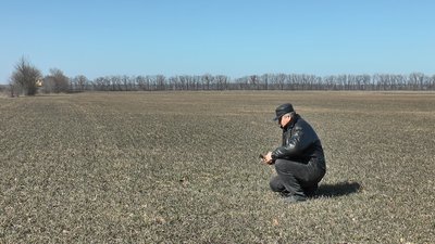 На Полтавщині озимими культурами засіяно 270 тисяч гектарів: який стан рослин після зими На Полтавщині озимими культурами засіяно 270 тисяч гектарів: який стан рослин після зими