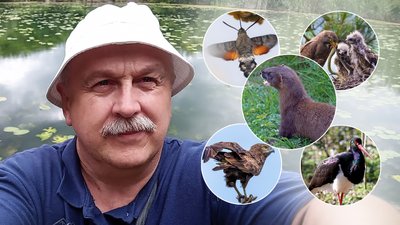 Червона книга, найрідкісніші тварини, Полісся, норка, мінога, чорний лелека