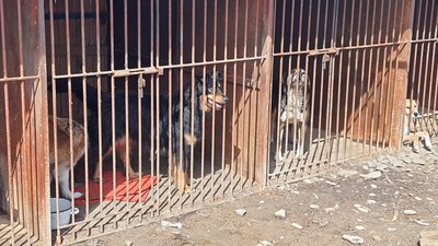 Понад 140 тварин евакуювали волонтери за час повномасштабного вторгнення Росії до України Понад 140 тварин евакуювали волонтери за час повномасштабного вторгнення Росії до України