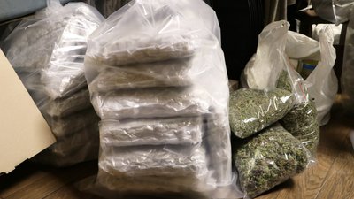 На прикордонні Чернігівщини виявили плантацію конопель площею у два гектари: поліція затримала підозрюваних На прикордонні Чернігівщини виявили плантацію конопель площею у два гектари: поліція затримала підозрюваних