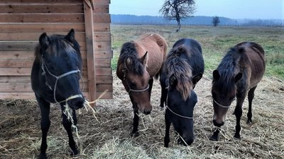 На Рівненщині шукають коней поліської породи. Хто та чому це робить На Рівненщині шукають коней поліської породи. Хто та чому це робить