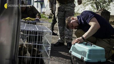 Війна й коти: евакуація тварин із колонії з-під Мар’їнки. Фоторепортаж Війна й коти: евакуація тварин із колонії з-під Мар’їнки. Фоторепортаж