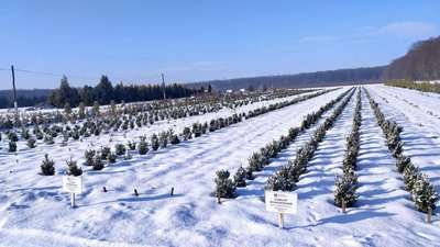 Ліс Хмельницький, дерева Хмельницький Ліс Хмельницький, дерева Хмельницький