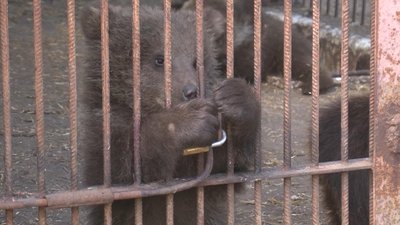 Найбільша радість дітлхів, які люблять відвідувати зоокуточок ребцентру - маленькі ведмежата. Фото: Суспільне. Поділля. Найбільша радість дітлхів, які люблять відвідувати зоокуточок ребцентру - маленькі ведмежата. Фото: Суспільне. Поділля.