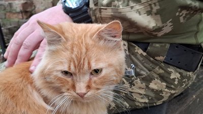 кіт, рижик, котики, зсу