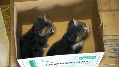 Хотіли заробити більше. На сортувальні у Вінниці підклали кошенят до макулатури