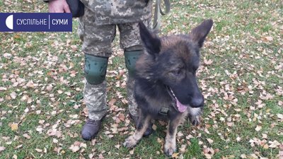 Кінологи Кінологи
