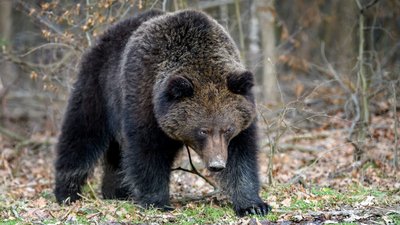 Ведмеді у Галицькому НПП прокинулися і чекають тепла