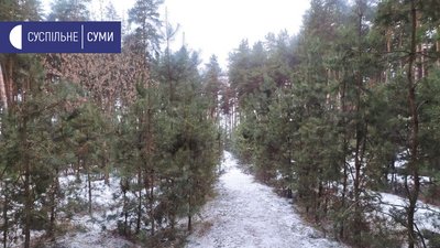 Лісівники Сумщини реалізували майже всі хвойні дерева, які зрубали до Нового року Лісівники Сумщини реалізували майже всі хвойні дерева, які зрубали до Нового року