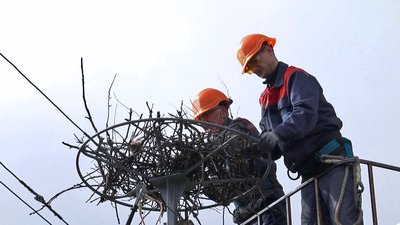 На Волині облаштовують лелечі гнізда на електроопорах