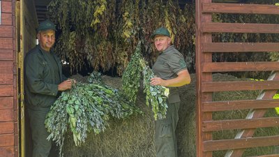 Лісівники Житомирщини майже завершили заготівлю кормів для тварин на зиму