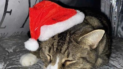 Не маємо тієї свободи, до якої ми звикли. Як прикарпатка живе під час карантину у Британії Не маємо тієї свободи, до якої ми звикли. Як прикарпатка живе під час карантину у Британії