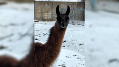 Лама у Менському зоопарку Лама у Менському зоопарку
