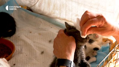 Як живе одеський притулок для тварин в Одесі