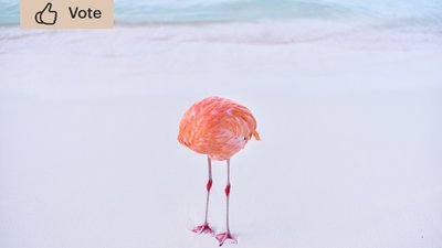 Реальне фото перемогло на конкурсі для зображень створених ШІ