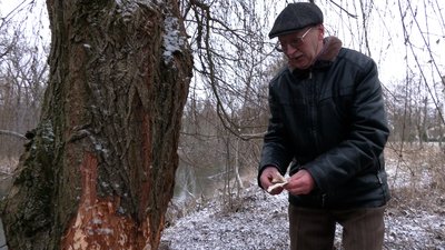 Бобри обгризають дерева у Рівному: чим це загрожує Бобри обгризають дерева у Рівному: чим це загрожує