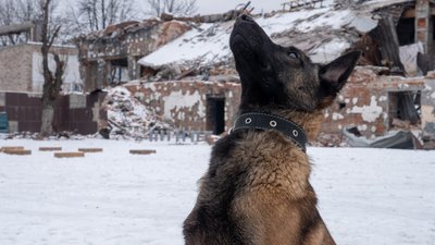 "В кожної свій характер": як у Харкові тренують собак, які служитимуть у Нацгвардії "В кожної свій характер": як у Харкові тренують собак, які служитимуть у Нацгвардії