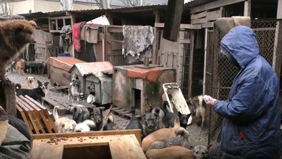 У Херсоні притулок для бездомних тварин опинився на межі закриття