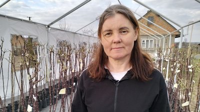 Як обрізати троянди після зими і готувати до літа: поради садівниці з Волині — Валентина Ярема Як обрізати троянди після зими і готувати до літа: поради садівниці з Волині — Валентина Ярема