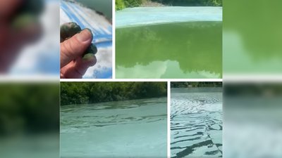 "Зелені плями ймовірно через водорості". Що показав аналіз води у Дністрі на Буковині