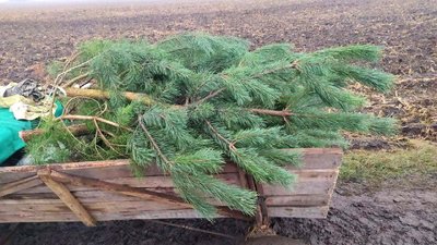 На Рівненщині викрили двох чоловіків на незаконному перевезенні хвої – поліція На Рівненщині викрили двох чоловіків на незаконному перевезенні хвої – поліція