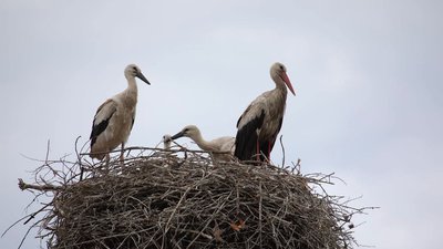 Білі лелеки у своєму гнізді на Харківщині