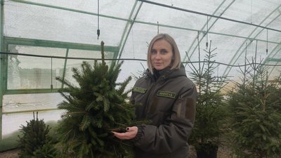 Працівники лісомисливських господарств Житомирщини підготували до продажу 250 тисяч ялин та сосен