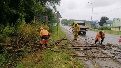На Тернопільщині вітер повалив понад 30 дерев: ситуація на шляхах області На Тернопільщині вітер повалив понад 30 дерев: ситуація на шляхах області