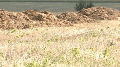 Аграрії Сумщини не можуть продати зібраний врожай Аграрії Сумщини не можуть продати зібраний врожай