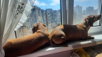 Волонтери допомагають тваринам в окупації та намагаються їх вивозити з Херсонщини
