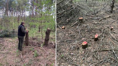Незакона порубка дерев, яку виявили у лісі
