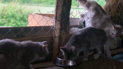 На Буковині прихистили понад сотню собак та котів, яких врятували із Херсона На Буковині прихистили понад сотню собак та котів, яких врятували із Херсона