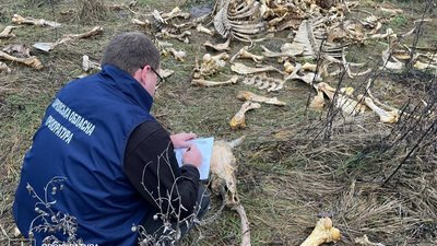 Звалище кісток біля села Мерло на Харківщині Звалище кісток біля села Мерло на Харківщині