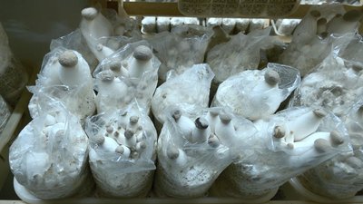 Щомісяця збирають по 15 тонн: підприємство на Черкащині вирощує ерінги