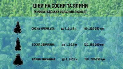 У Кропивницькому ялинки та сосни подорожчають на 15-20 відсотків У Кропивницькому ялинки та сосни подорожчають на 15-20 відсотків