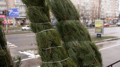 Купити ялинку на Чернігівщині: на різдвяних ярмарках вже продали понад 7 тисяч дерев