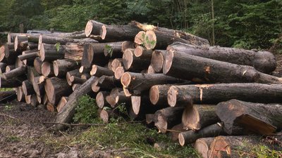 На Івано-Франківщині попит на дрова у лісництвах у 2022 році зріс удвічі На Івано-Франківщині попит на дрова у лісництвах у 2022 році зріс удвічі