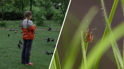 На Черкащині лікарі почали приймати перших пацієнтів із укусами кліщів