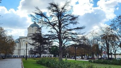 У Севастополі масово гинуть дерева