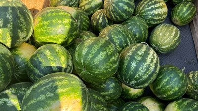 На Кіровоградщині почали збирати кавуни На Кіровоградщині почали збирати кавуни
